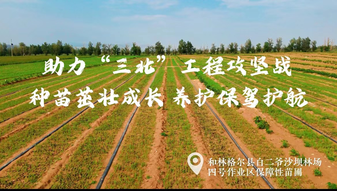 助力“三北”	工程攻堅戰	 種苗茁壯成長 養護保駕護航