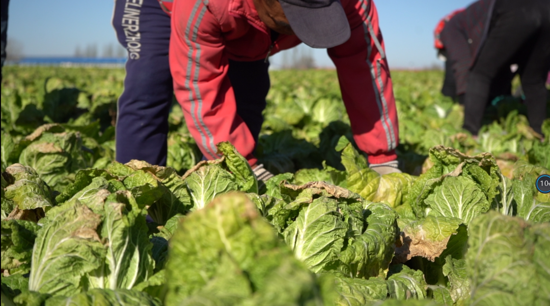 和林格爾縣：頭茬西瓜二茬菜 今年的收入真不賴