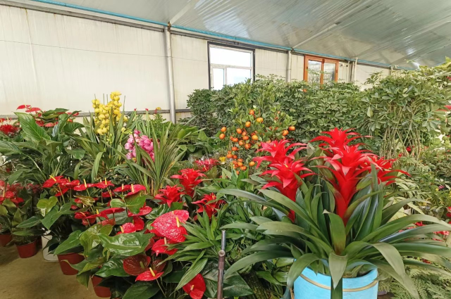 和林格爾縣：鮮花俏銷迎新年
