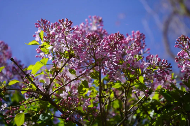 春到和林格爾：春花爛漫 盡享“梅”好時光