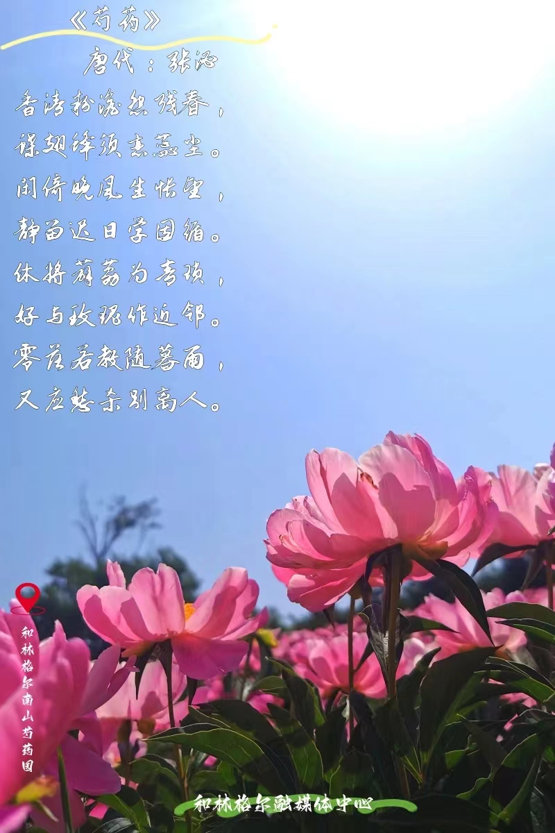 北疆盛樂 花開和林 | 當古詩詞遇到芍藥（上）