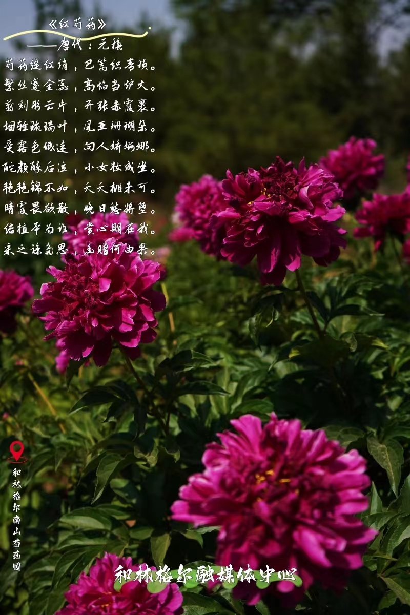 北疆盛樂 花開和林 | 當古詩詞遇到芍藥（下）