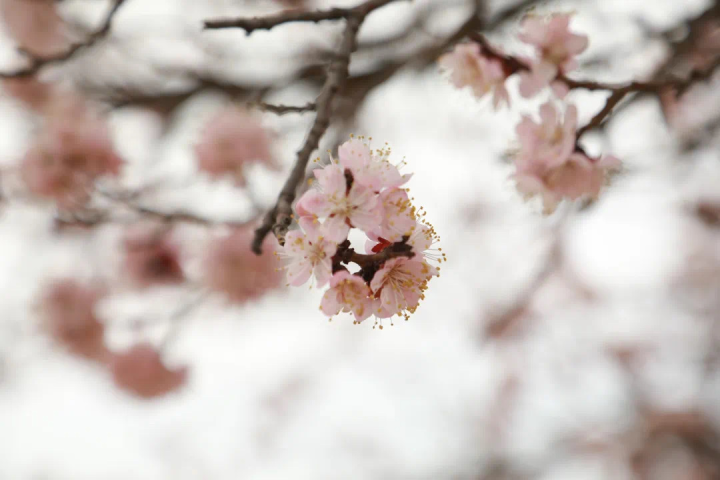 臺格斗村“杏”福花開滿枝頭